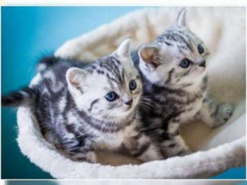 S��e Reinrassige BKH Babies*