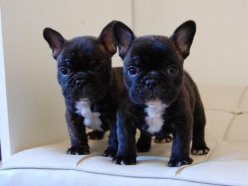 Wundersch?ne Franz?sisch Bulldoggen