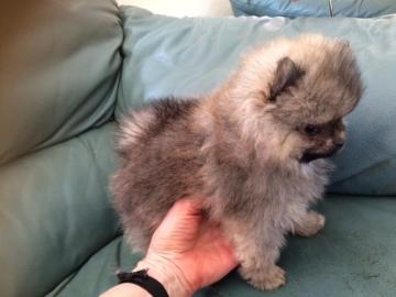 Zwei Mini Pomeranian Zwergspitz Welpen