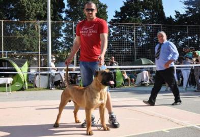 presa canario welpen