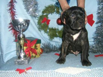 presa canario welpen