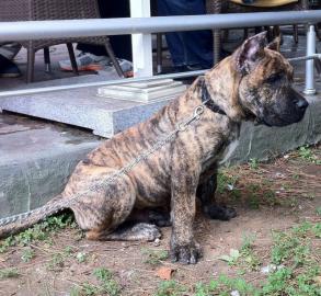presa canario welpen