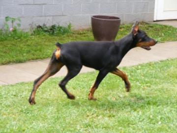 Vollkupierten Dobermann Welpen mit Stamm