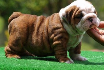 Extra-Qualit�t englische Bulldogge