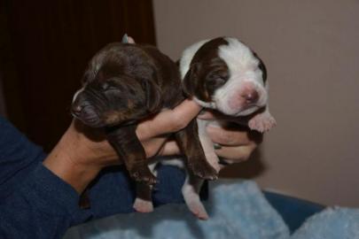 Louisiana Leopard Hund (Catahoula)