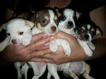 Reinrassige Chihuahuawelpen