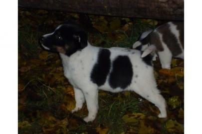 Jack Russel Terrierwelpen
