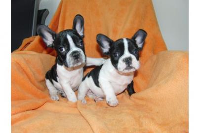 Franz�sische Bulldogge welpen
