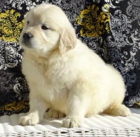 Golden Retriever-Welpen