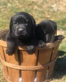 Kc Reg Labrador Welpen