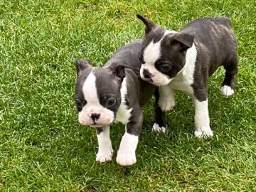 Boston Terrier Welpen