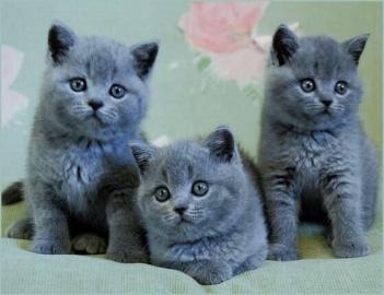 Reinrassige BKH Babies