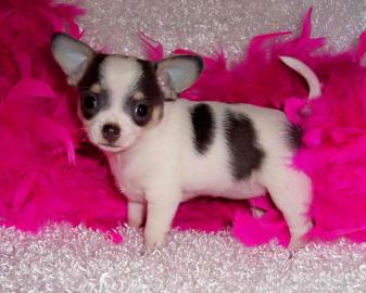 Mini Chihuahua-Welpen
