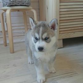 Siberian Husky-Welpen mit blauen Augen z