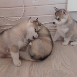 Siberian Husky-Welpen mit blauen Augen z