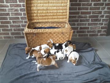 Bildsch�ne Jack-Russell-Welpen in Liebe