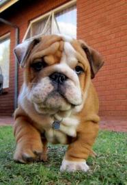 Englische Bulldoggen