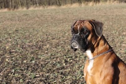 Welpen Deutscher Boxer mit Papiere