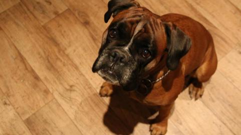 Welpen Deutscher Boxer mit Papiere