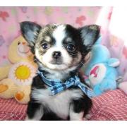Chihuahua Welpen zu verkaufen. 