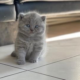 BKH Kitten mit Stammbaum