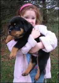 Rottweiler Welpen f�r Annahme