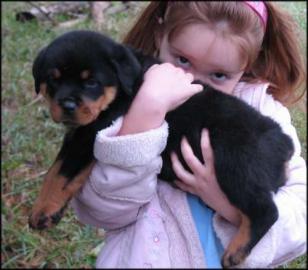 Rottweiler Welpen f�r Annahme
