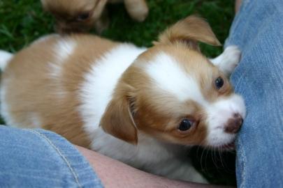 Reinrassige, S��e, Langhaar Chihuahua