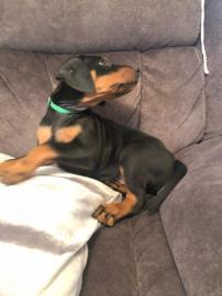 M?nnliche und weibliche Dobermann-Welpen
