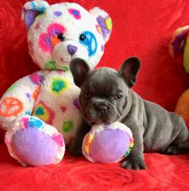 franz?sischen Bulldogg