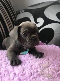 franz?sischen Bulldogg