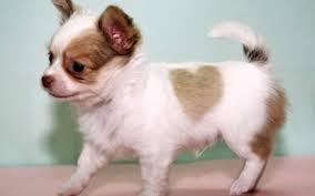 ****Niedliche schoko Chihuahua Welpen