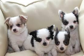****Niedliche schoko Chihuahua Welpen