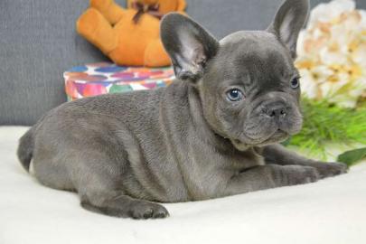 Bulldoggen Welpe