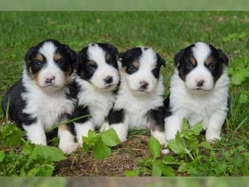 Australian Sheperd Welpen