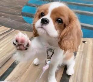 Cavalier King Charles Charles,