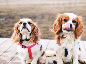 Cavalier King Charles Charles,