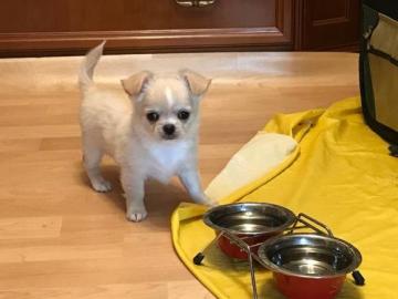 Chihuahua-Welpe