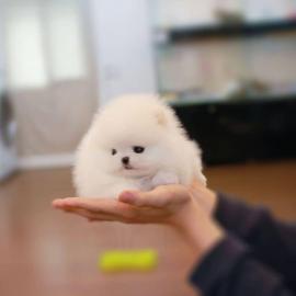 Zwergspitz/Pomeranian