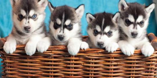 Siberian Husky Welpen