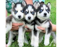 Siberian Husky Welpen