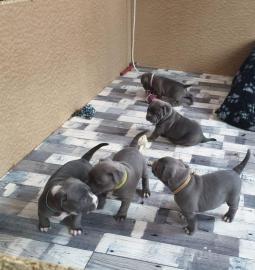 American Pit Bull Terrier welpen whatsap