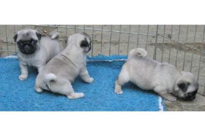 Mops Welpe an verantwortungs- und lieb