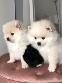 Entz?ckende Pomeranian Welpen