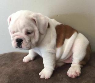English Bulldog Welpen