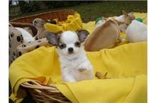 Typvolle Chihuahua-Welpe, langhaar, Rde