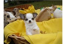 Typvolle Chihuahua-Welpe, langhaar, R�de