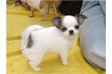 Typvolle Chihuahua-Welpe, langhaar, R�de
