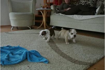 wundersch�ne reinrassige engl.  Bulldogge