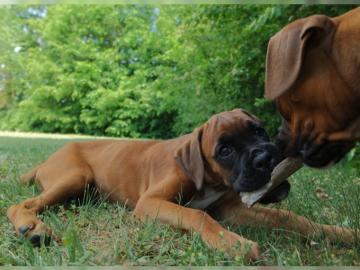 Boxer Welpen. 